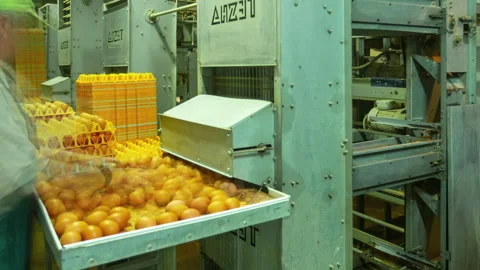 Time-lapse of a workers sorting and packaging eggs at a poultry processing Stock Footage 257599403