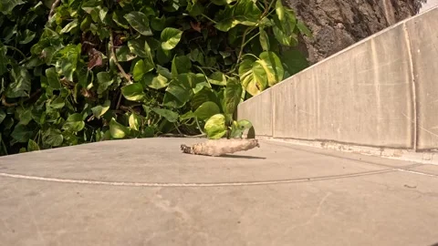 Time-lapse of a worm on a cement floor trying to emerge from its cocoon. Stock Footage 304988788