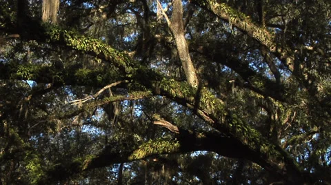 Time lapse, WS LOW ANGLE Oak Tree Canopy Stock Footage 35317411