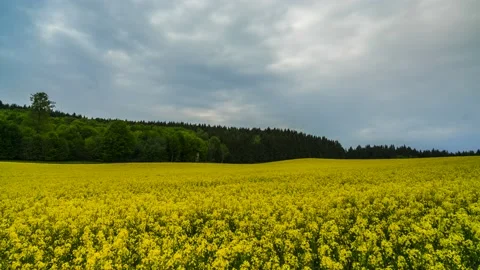 Time Lapse Yellow Blooming Rapeseed Field Deutschland 8K Stock Footage 176849240