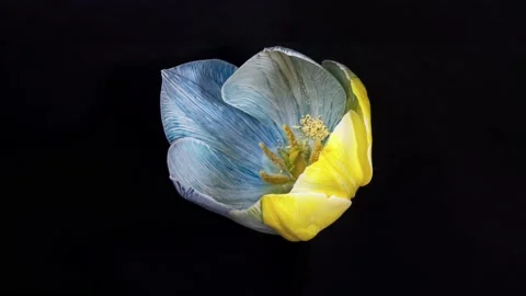 Time lapse. A yellow-blue flower is opening on a black background. Stock Footage 235129606