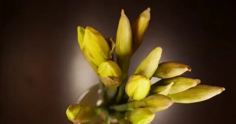 Time-lapse of yellow daffodils blooming into a beautiful bouquet. 스톡 동영상 238011633