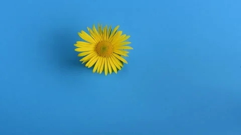Time lapse yellow daisy flower isolated on blue background. Stock Footage 222599545