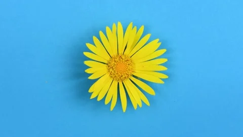 Time lapse yellow daisy flower isolated on blue background. Stock Footage 239231506