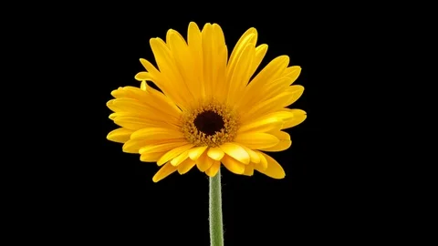 Time Lapse Of A Yellow Daisy Opening Stockbeeldmateriaal 114369842