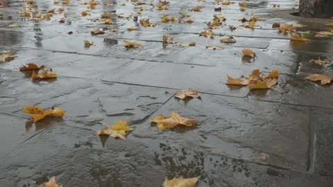 Time lapse. Yellow fallen leaves on wet sidewalk after rain. Stock Footage 220515108