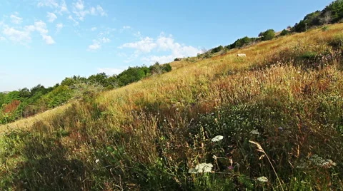 Time lapse with Yellow flower mountain field and blue sky clouds Stock Footage 44512131