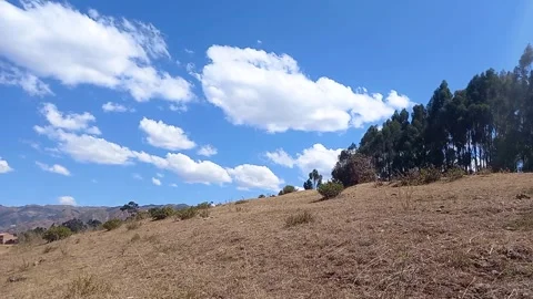 Time lapse of yellow grass and distant forest Stock Footage 293093481