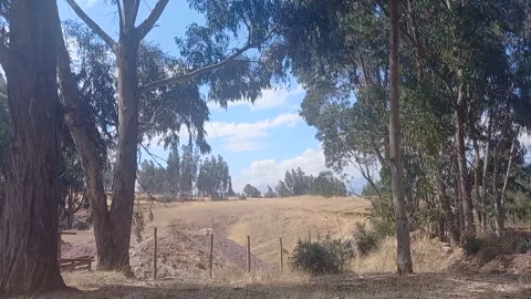 Time lapse of yellow grass and nearby trees Stock Footage 293093493