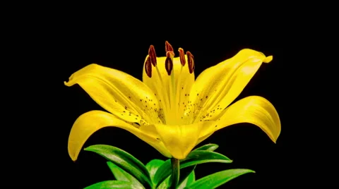 Time Lapse - Yellow Lily Flower Blooming Stock Footage 48430922