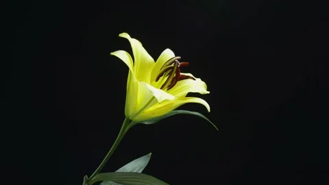 Time Lapse - Yellow Lily Flower Blooming With Black Ground Video stock 246778581
