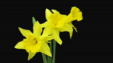 Time-lapse of yellow narcissus flowers opening alpha matte 1a Stock Footage