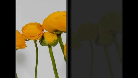 Time-lapse of yellow Ranunculus(Ranunculus sp.) flowers blooming. Stock Footage 105915601