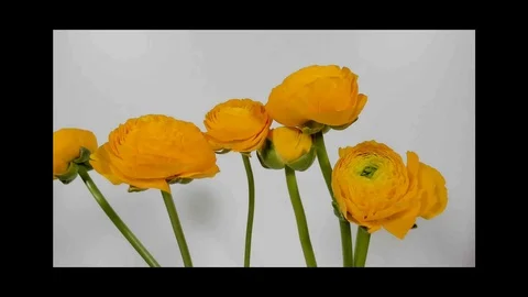 Time-lapse of yellow Ranunculus(Ranunculus sp.) flowers blooming. Stock Footage 105917035