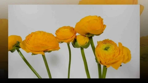 Time-lapse of yellow Ranunculus(Ranunculus sp.) flowers blooming. Stock Footage 105919335