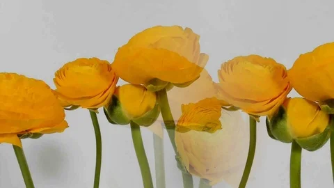 Time-lapse of yellow Ranunculus(Ranunculus sp.) flowers blooming. Stock Footage 105921256