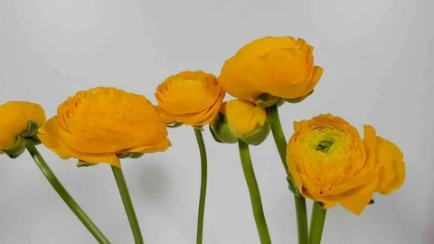 Time-lapse of yellow Ranunculus(Ranunculus sp.) flowers blooming. Stock Footage 105924569
