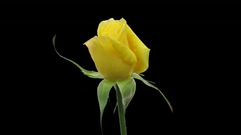 Time-lapse of yellow rose opening with ALPHA matte Stock Footage 314827