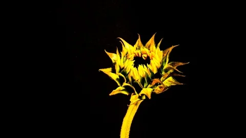 Time Lapse - Yellow Sun Flower Blossom Stock Footage 73439675