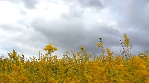 Time lapse of yellow wildflowers in a storm Stock Footage 95950236