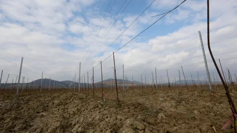 Time-lapse from a young vineyard with the clouds dancing in the sky above it Stockbeeldmateriaal 150359227