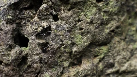 Time-Lapse Zoom Out of Stone with Ants Walking Around Stock Footage 313602925