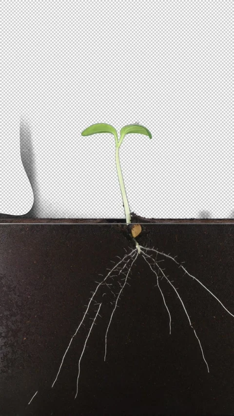 Time lapse of zucchini germinating and growing in rhizobox with ALPHA channel Stock Footage 322759164
