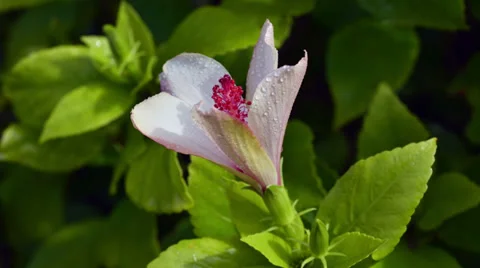 Time lapsed flower opening during a sunny day Stock Footage 36096809