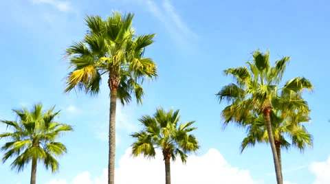 Time lapsed Palm Trees with moving clouds in the back Stock Footage 36300383