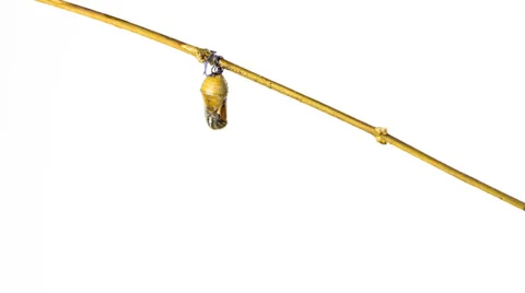 Time LapseMonarch butterfly emerging Stock Footage 35676368