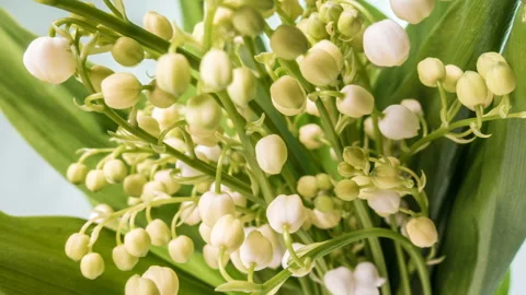 Time lapses shot of the lily of the valley Stock Footage 90267870
