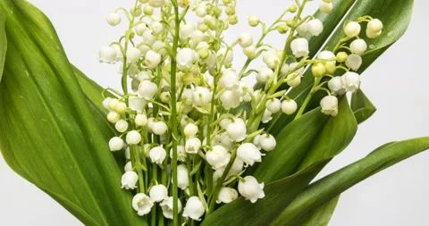 Time lapses shot of the lily of the valley Stock Footage 108895105