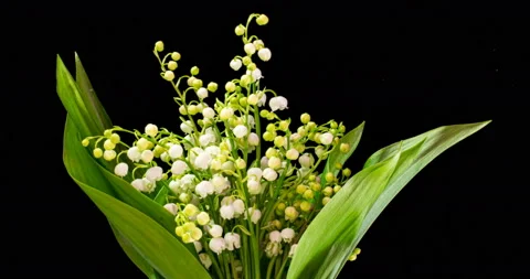 Time lapses shot of the lily of the valley on a black background. Stock Footage 131110091