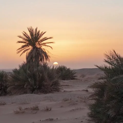 Time Lapse٫Sunset with a palm tree in the desert of Algeria 스톡 동영상 130233483
