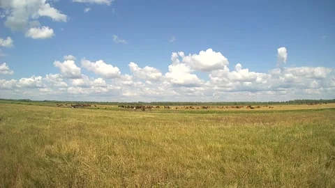 Time lapsewith cows on the field at summer time 動画素材 130537931