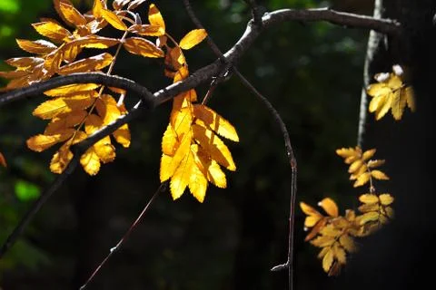 Time of leaf fall - bright leaves on branches. Stock-Fotos