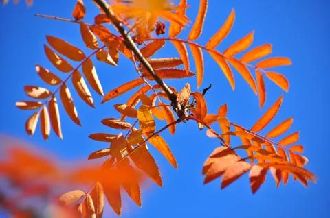 Time of leaf fall - bright leaves on branches. Stock Photos