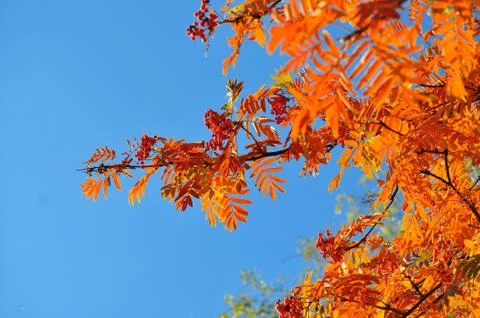 Time of leaf fall - bright leaves on branches. Stock Photos