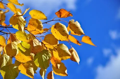 Time of leaf fall - bright leaves on branches. Stock Photos