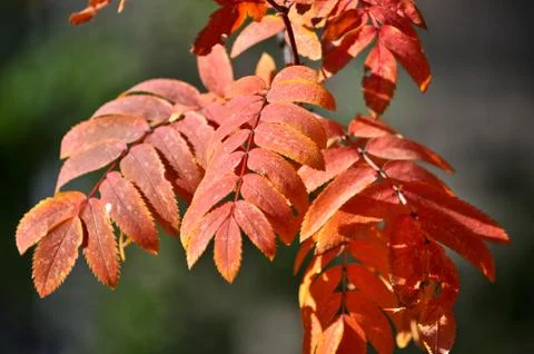 Time of leaf fall - bright leaves on branches. Stock Photos
