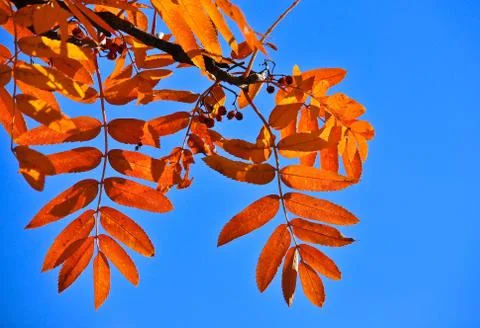 Time to leaf fall. Stock Photos