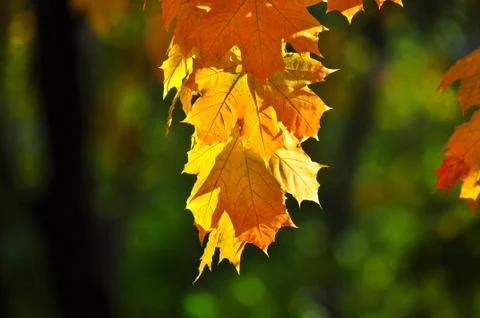 Time to leaf fall. Stock Photos
