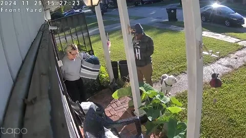 That Time My Pocket Bully Jumped in the Delivery Driver's Car, New Orleans, Loui Stock Footage 327240688