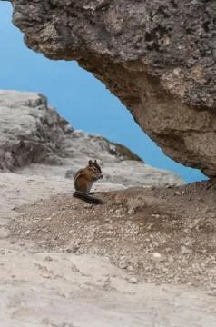 Time for nuts Stock Photos