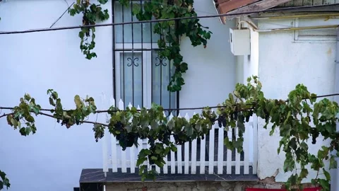 Time passes from the window of a house. In the background is the vine Stock Footage 141675452