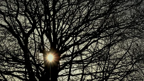 Time passing with sun moving through branches UK 4K Video stock 102626412