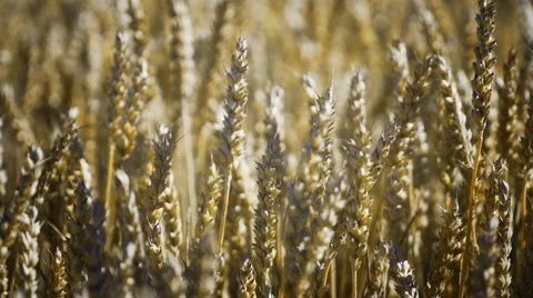 Time passing by - wind blowing in a field Stock Footage 65183635