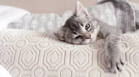 Time to relax for this lovely grey kitten Stock Photos