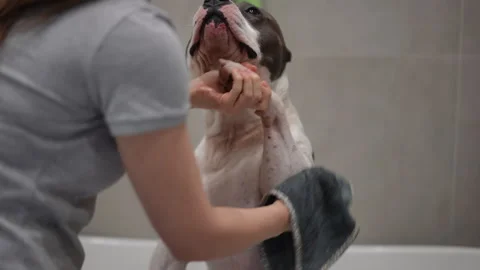 Time Sharing Joyful Moments While Giving a Playful Dog a Loving Wash Together Stock Footage 301439931