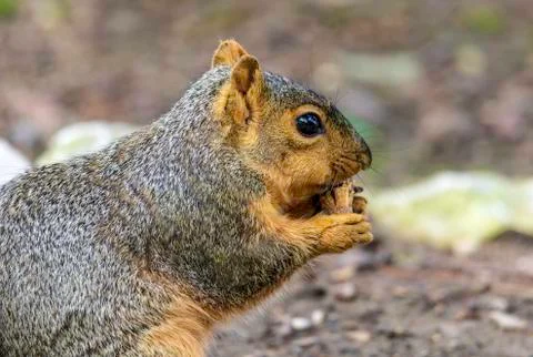 Time for a snack. Stock Photos